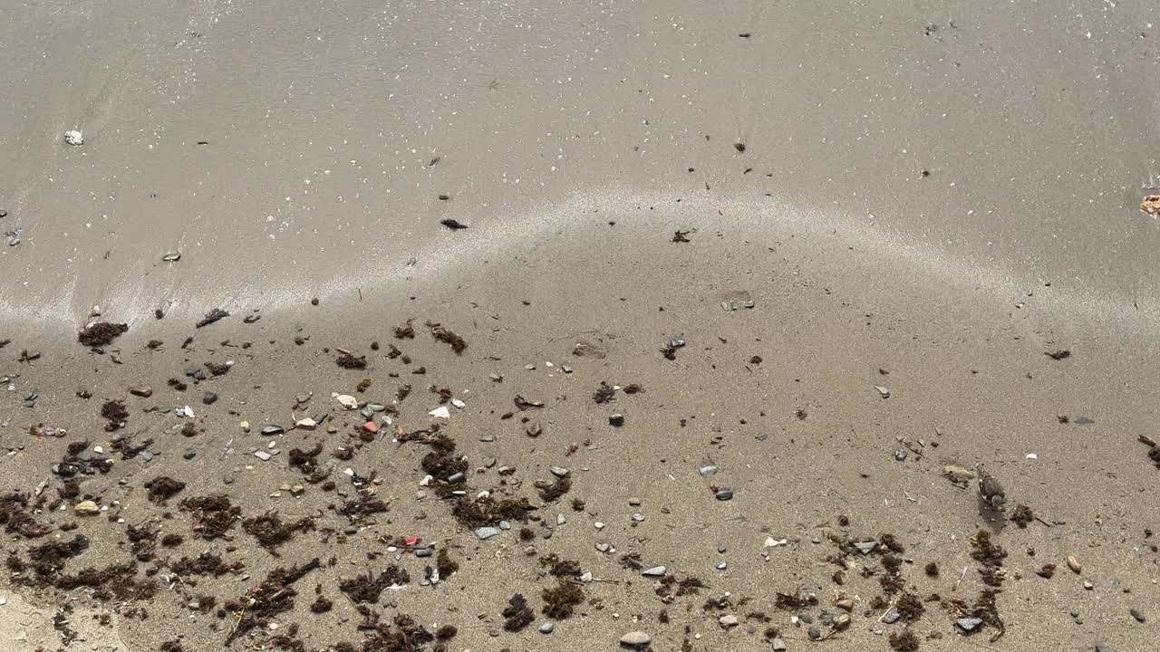 몇 마리의 칼라드리스 알바 새들이 부드러운 파도를 회피하며 해변을 따라 달린다.