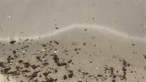 Several-Caladris-alba-birds-run-along-the-shore-dodging-gentle-waves