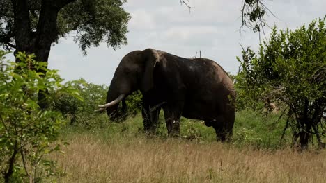 elephant bull grazing in the wild