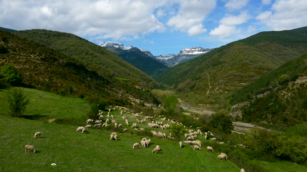 Sheep´s grazing in the meadow and in the background the snowy mountains