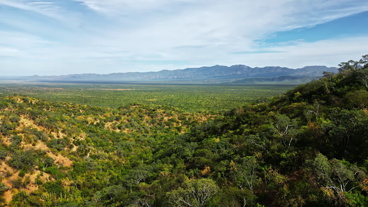 Aerial drone view of a vast desert landscape filled with cacti and shrubs under a clear blue sky in Baja California, Mexico