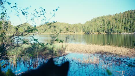 abgeschnittener blick auf einen hund in der nähe eines waldbeckens während des tages