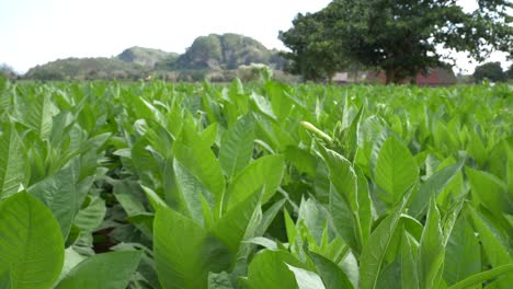 tobacco-flower-wide-shot