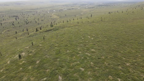 Exuberante-Bosque-Verde-Con-Fondo-De-Montaña