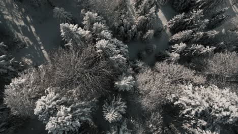 mountain tree tops in snowy landscape with sunlight, snow and blue sky