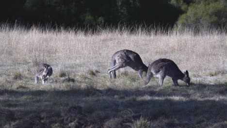 Wallaby-Kängurus,-Die-Auf-Dem-Gras-Grasen---Hintergrund-Der-Australischen-Tierwelt---Weitschuss