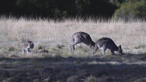 wallaby kangaroos grazing on the grass - australian wildlife background - wide shot