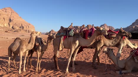 camels walking across sandy and arid ground of wadi rum desert in jordan, middle east, asia