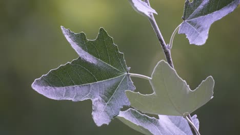 Nahaufnahme-Von-Zweigen-Von-Silberpappelbäumen-Und-Fünflappigen-Blättern,-Die-Sich-Im-Wind-Bewegen