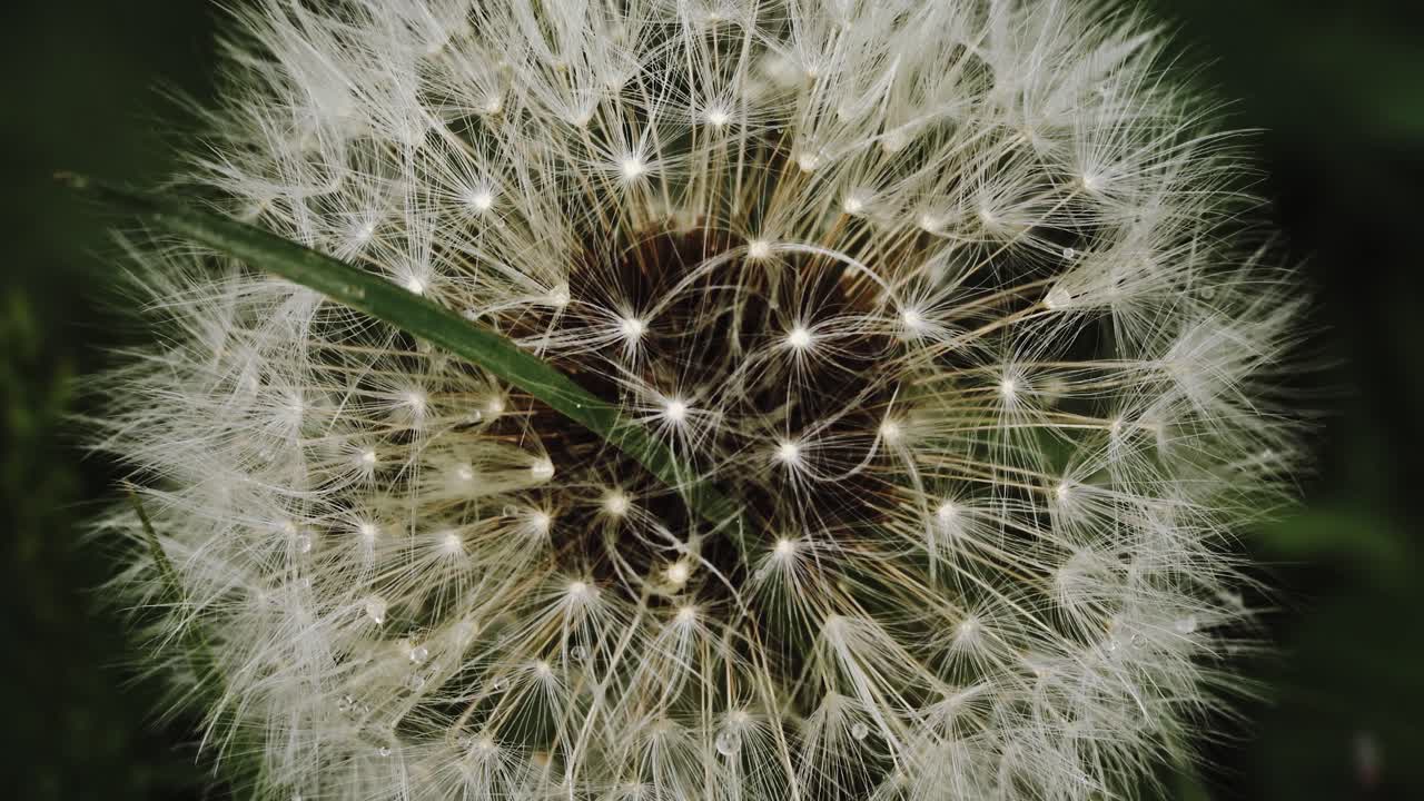 푹신한 식물의 중심을 향해 확대