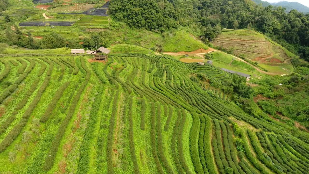 산 위의 차 농장 테라스의 공중 전망.
