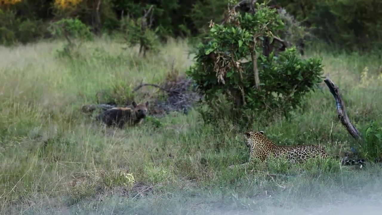 In the wilds of Sabi Sands, a leopard stealthily stalks a hyena among the tall grasses, showcasing the tension and beauty of African wildlife at dusk.