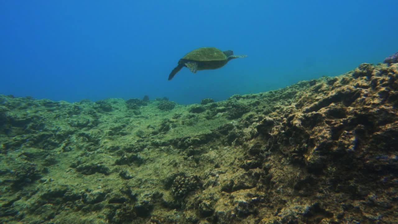 녹색 바다 거북은 코나, 하와이 해안 암초 위에 태평양에 맴돌다