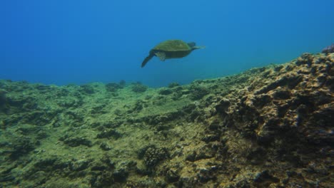 Tortuga-Marina-Verde-Flota-En-El-Océano-Pacífico-Sobre-Arrecife-Frente-A-Kona,-Costa-De-Hawaii