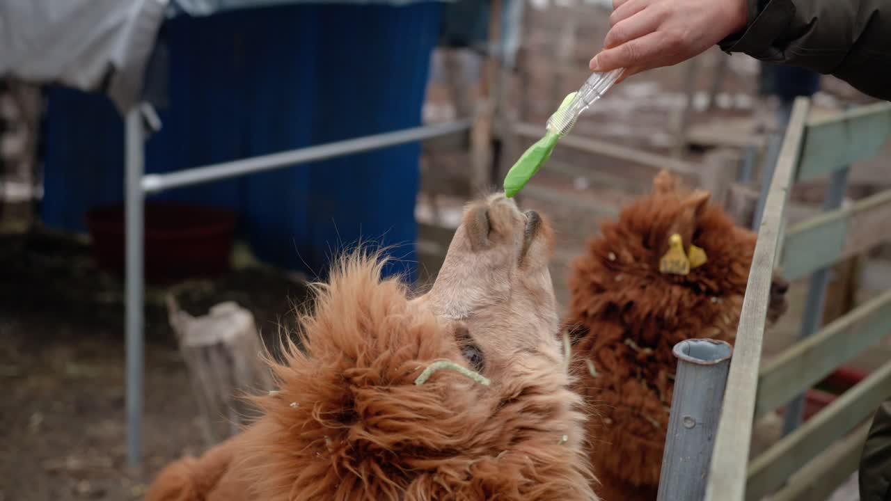 Close-up Of A Brown Alpaca Reaching And Eating Vegetation Fed Using Tongs