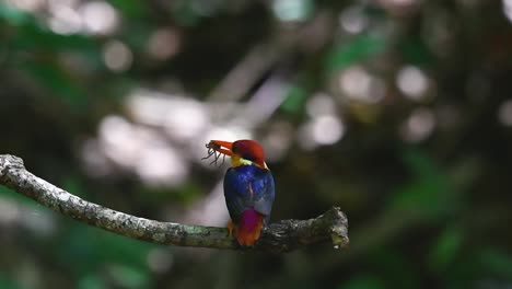 black-backed kingfisher, ceyx erithaca, perched on a small branch looking to the left while bobbing its head ready to deliver a tarantula to its nestling in kaeng krachan national park