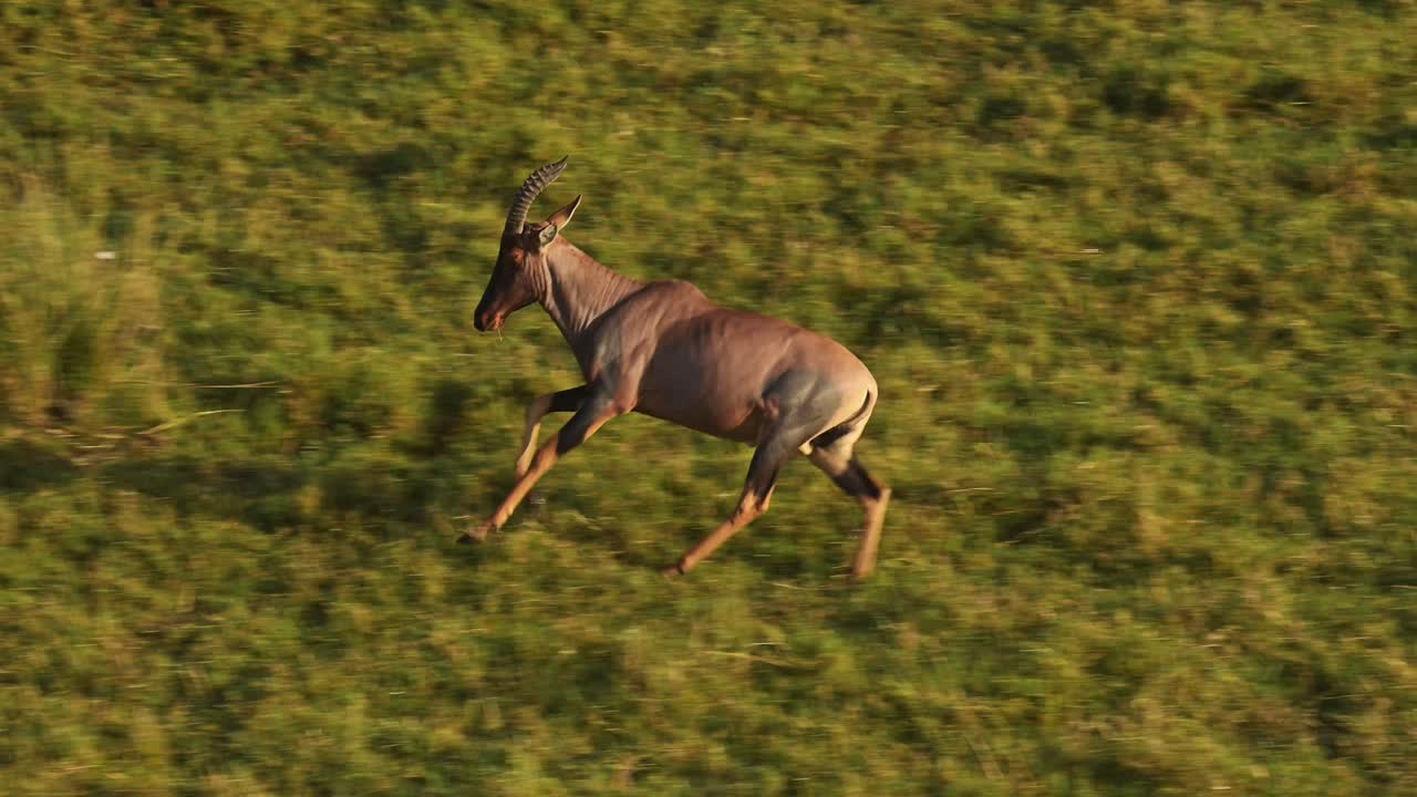 imagen aérea de animales salvajes africanos de topi corriendo en masai mara en áfrica, kenia paseo en globo de aire caliente vista de vuelo volando sobre masai mara, experiencia única de viaje de safari desde lo alto