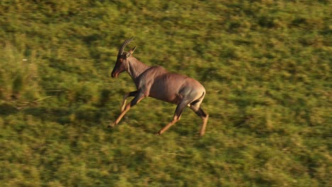 aerial african animal wildlife shot of topi running in masai mara in africa, kenya hot air balloon ride flight view flying over maasai mara, unique safari travel experience high up from above