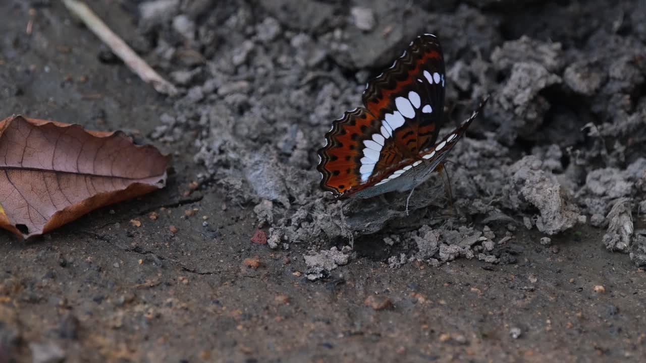 batiendo sus alas en el suelo girando de izquierda a derecha y moviéndose alrededor, el comandante, mariposa, moduza procris, tailandia