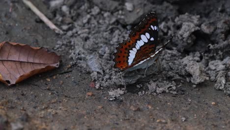 Flapping-its-wings-on-the-ground-pivoting-from-left-to-right-and-moving-around,-The-Commander,-Butterfly,-Moduza-procris,-Thailand