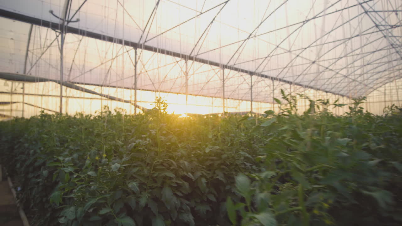 Tomato Plants Growing in Greenhouse at Sunset/Sunrise