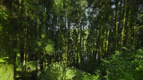 lush green vegetation and verdant forests in the enchanting azores