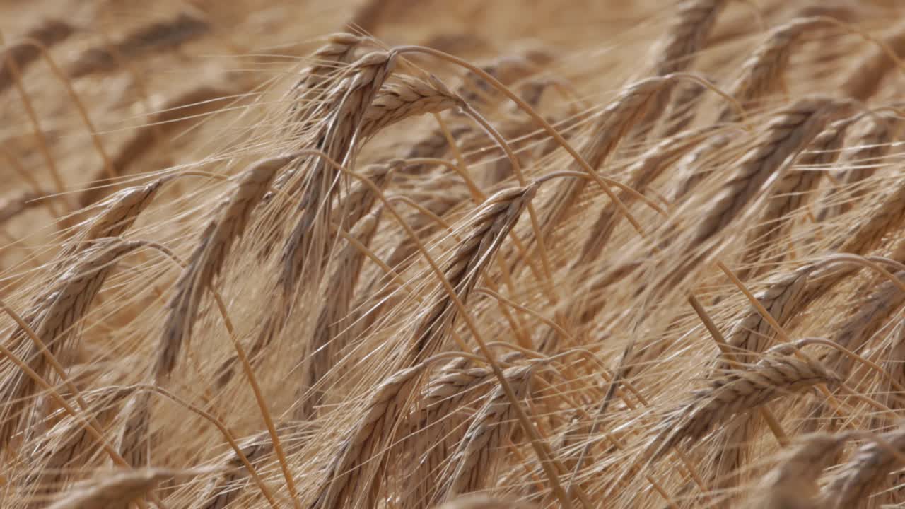 Fields of Gold: Swaying Wheat Ears in the Gentle Wind in Slow-Mo