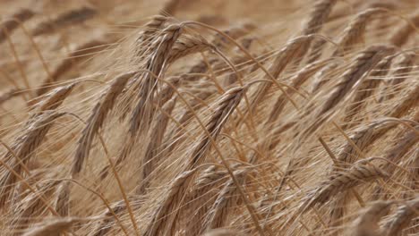 Campos-De-Oro:-Espigas-Balanceándose-En-El-Suave-Viento-En-Cámara-Lenta