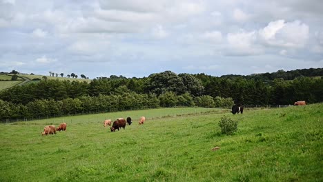 Vacas-De-Las-Tierras-Altas-Comiendo-Hierba-En-Las-Tierras-Altas-Escocesas