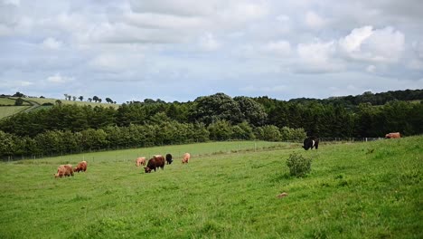 Hochlandkühe-Fressen-Gras-Im-Schottischen-Hochland