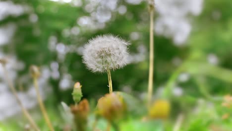 la pelusa del diente de león balanceándose en el viento