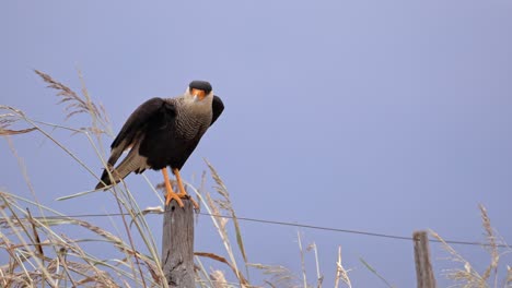 Crested-caracara-perching-on-a-post-and-then-taking-off-in-flightt-in-the-countryside