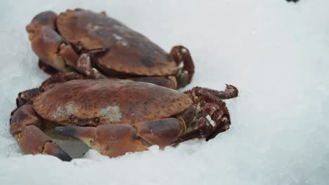 fresh crabs on ice