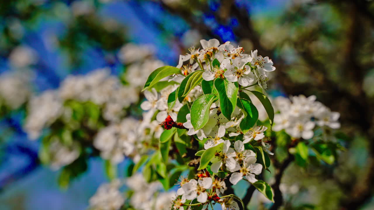 Fiori bianchi di pero con cinque petali e foglie verdi su un ramo. Lo sfondo include fiori sfocati e cielo blu. Giardino primaverile luminoso e saturo