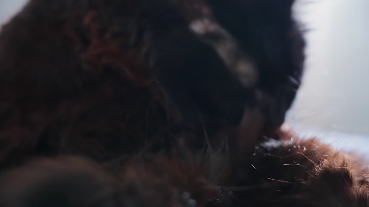 gato negro limpiando y lavándose solo