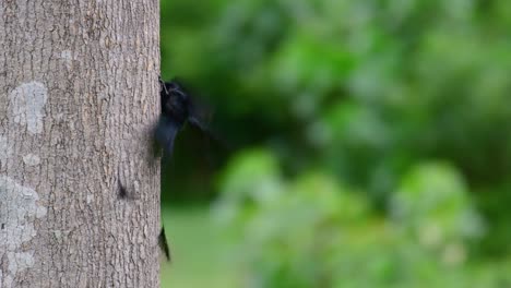 The-Greater-Racket-tailed-Drongo-is-known-for-its-tail-that-looks-like-a-racket