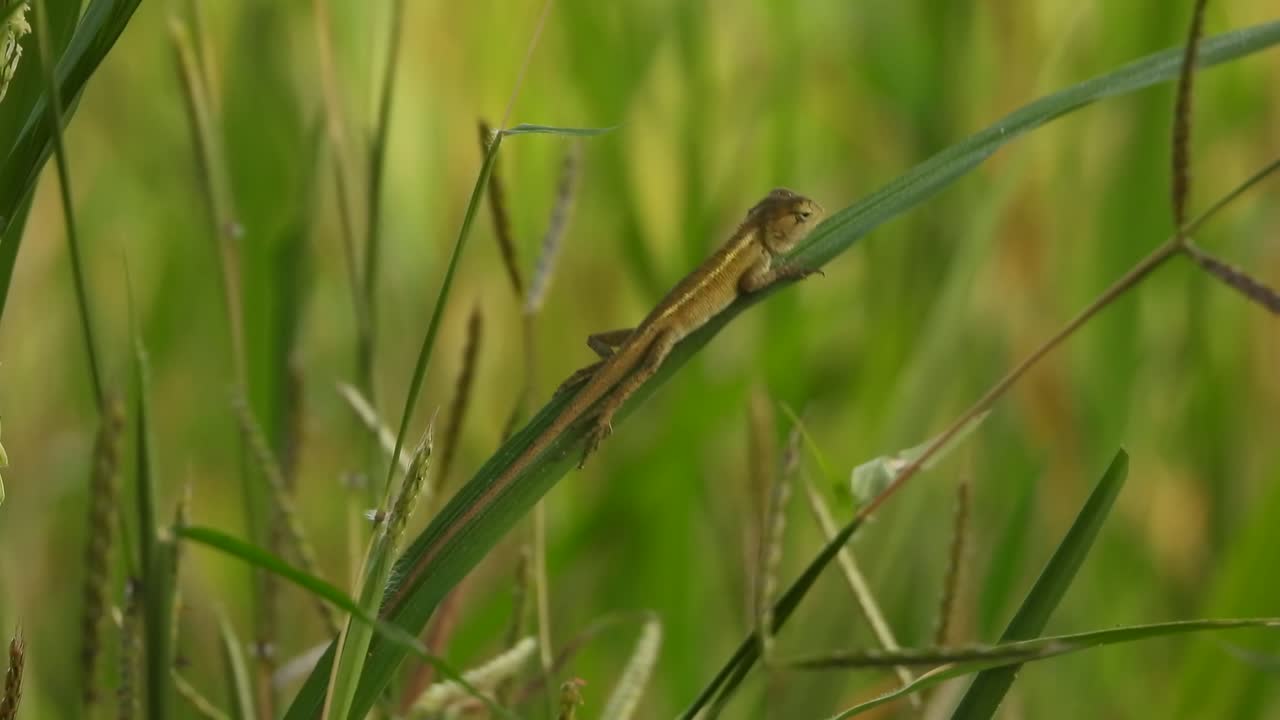 잎 에 있는 도마 - 초록색