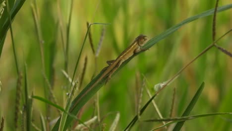 lizard in rice leaf - green