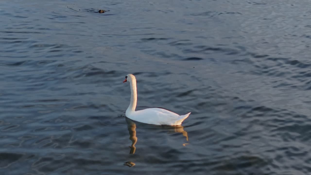 A single swan swims calmly and slowly turns in the water, creating gentle ripples in a peaceful and natural setting