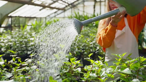 Watering plants in a greenhouse