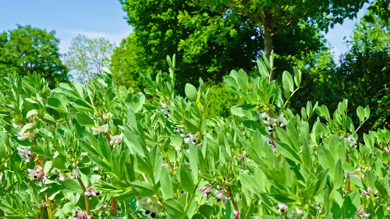 Vicia faba plant displaying abundant green leaves delicate white flowers and developing pods in a lush garden setting on a sunny windy day