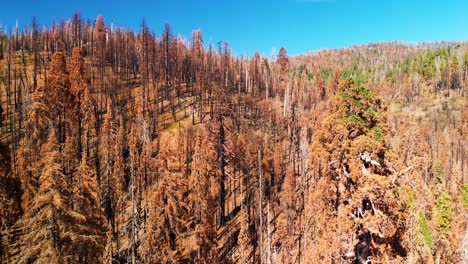 Toma-Aérea-Volando-Sobre-Montañas-Y-árboles-Quemados-Después-De-Un-Incendio-Forestal-Masivo