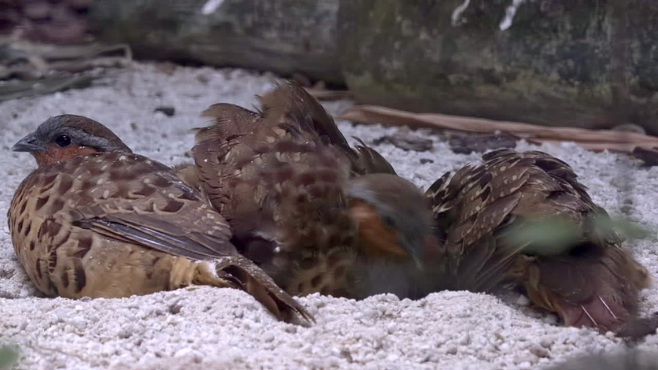 중국 대나무 patridge 비정상적인 행동