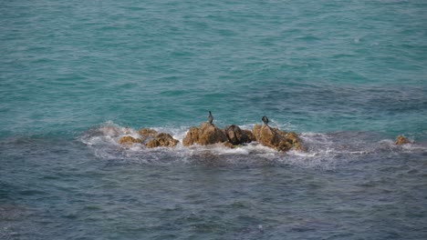 Timelapse-De-Cormoranes-Secándose-Al-Sol-En-Medio-De-Una-Roca-En-Un-Mar-Turquesa