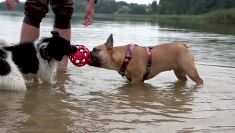 El-Dueño-De-La-Mascota-Jugando-Una-Pelota-De-Goma-Con-Un-Pitbull-Y-Un-Border-Collie-En-El-Agua