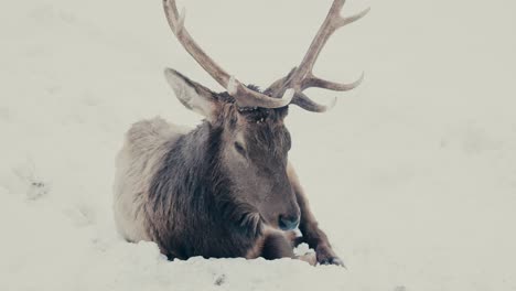 Close-Up-Portrait-Of-Resting-Elk-In-Snow-Winter-Landscape