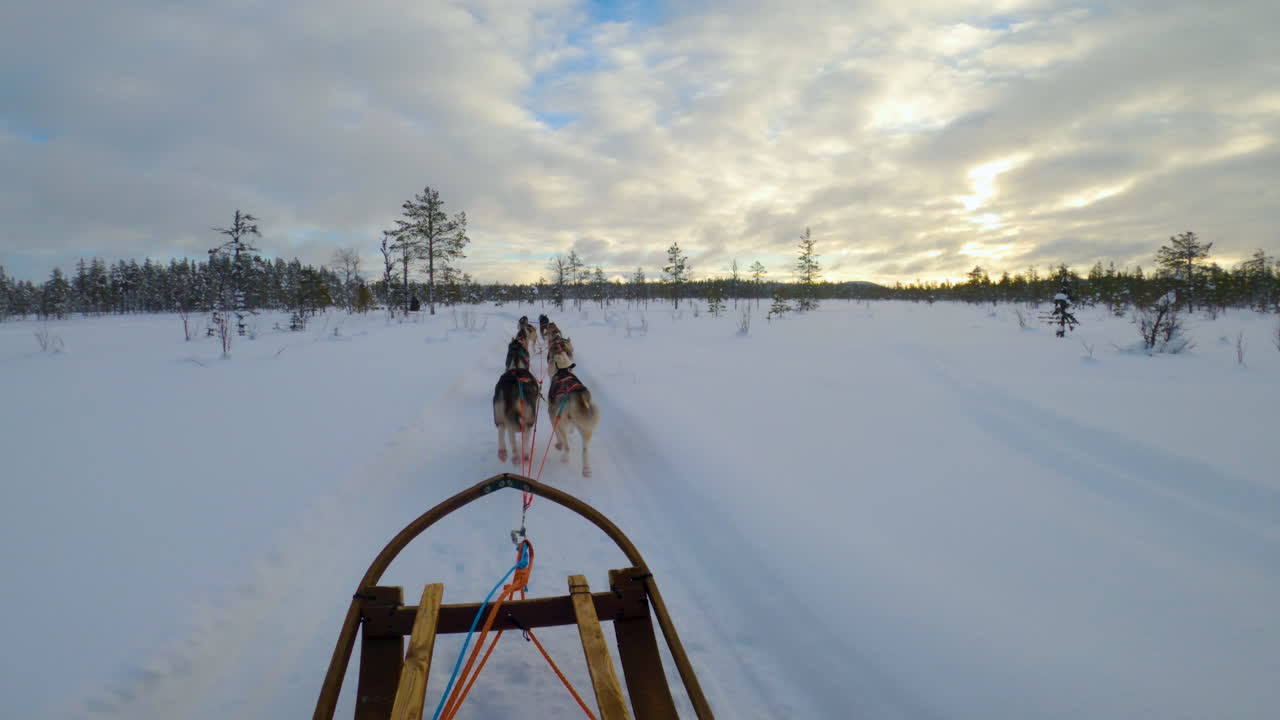 포 허스키 개썰매 팀이 겨울 삼림 지대 라플란드 황야를 달리고 있습니다.