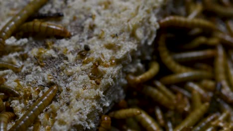 The-Mealworm-is-a-species-of-Darkling-Beetle-used-to-feed-pets-like-fish,-snakes,-birds,-and-frogs