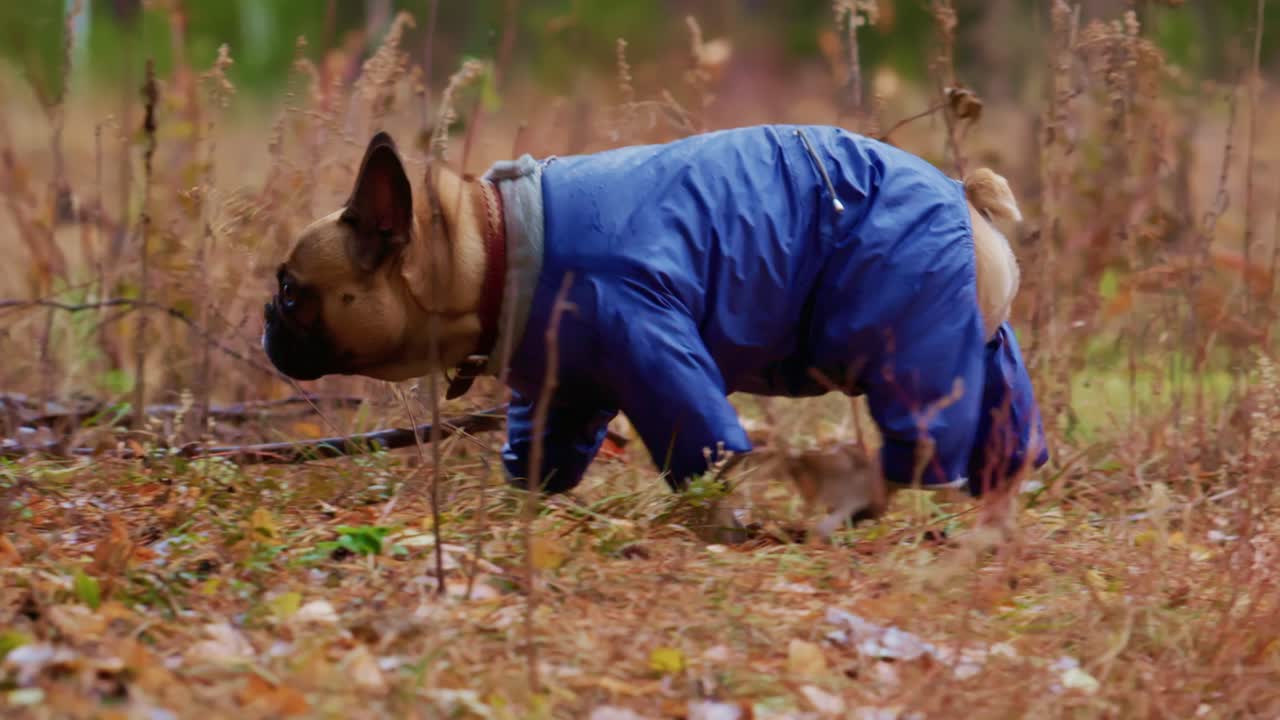 French Bulldog in a Jacket