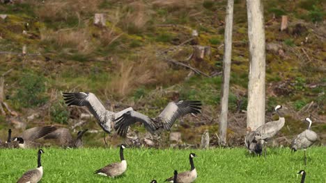 two juvenile cranes run and chase each other in green field. slow motion with geese in the background